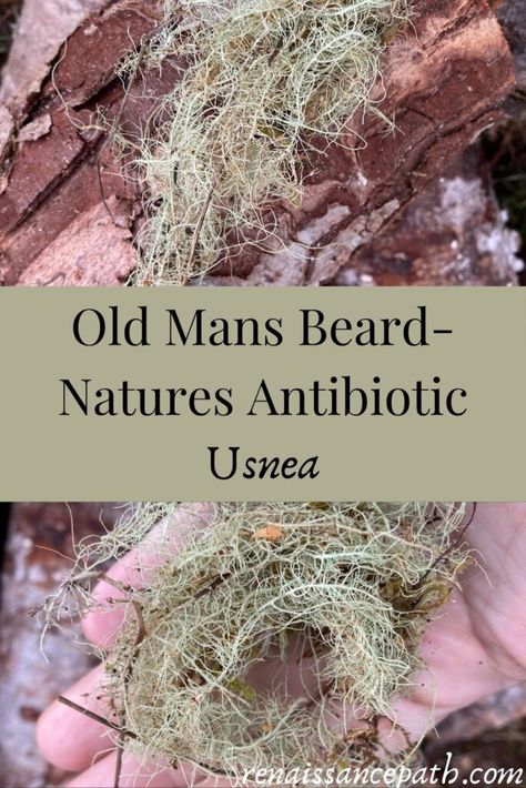 Natures Antibiotic, Old Mans Beard, Medicinal Herbs Remedies, Medicinal Wild Plants, Herbal Medicine Recipes, Wild Food Foraging, Foraging Recipes, Medicinal Herbs Garden, Medical Herbs