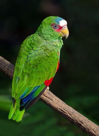 White-fronted Amazon (Amazona albifrons) Central America Amazon Birds, Amazon Parrots, Conure Parrots, Amazon Parrot, Birds Parrots, Panama Canal, African Grey, Parakeets, Parrot Bird