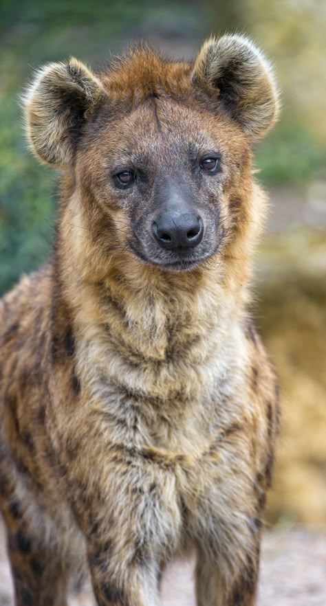 Brown Hyena, Spotted Hyena, African Wild Dog, Animal Study, Animal Reference, Animal References, Wild Dogs, African Wildlife, Hyena