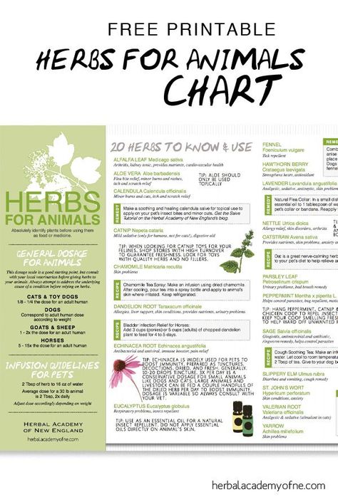 Natural remedies and tips for using Herbs for Animals - free chart