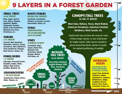 9 Layers in a Forest Garden | Diagram I originally made for … | Flickr Birdcage Gazebo, Backyard Campsite, Montana Garden, Backyard Permaculture, Wild Gardening, Homesteading Garden, Forest Gardening, Permaculture Farming, Live Naturally