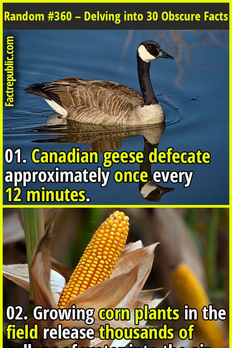 Random Facts Sheet #360 – Delving into the Obscure: 30 Surprising Facts That Will Make You Think - Fact Republic Obscure Facts, Unusual People, Canadian Geese, Fact Republic, Science Knowledge, Science Fact, Corn Plant, Cool Science Facts, Animal Science