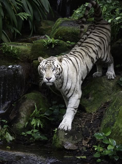 Jungle Animals Photography, White Tiger Art, Tiger Aesthetic, White Jaguar, Tiger Walking, Snow Tiger, Tiger Photography, Tiger White, White Tigers