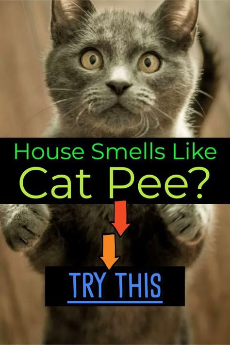 Cat Smell, Cat Pee Smell Removal, Remove Cat Urine Smell, Pet Urine Smell, Urine Remover, Cat Urine Remover, Cat Pee Smell, Cat Urine Smells, Smell Remover