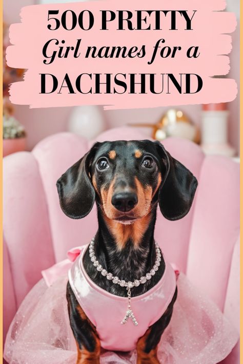 Discover an extensive compilation of 500 lovely and delightful female names perfect for your Dachshund pup. Unearth the ideal name that aligns with your new four-legged companion's traits and looks. Whether you lean towards endearing, elegant, or distinct names, this array caters to every fur parent seeking a unique moniker for their cherished puppy. Embark on the exciting adventure of naming your precious pal! Dachshund Puppy Names, Puppies Names Female, Sweet Girl Names, Pretty Girl Names, Girl Dog Names, Unique Boy Names, Dachshund Dogs, Puppy Find