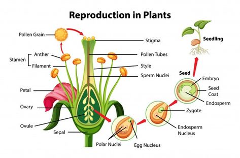 Asexual Reproduction In Plants, Reproduction In Plants, Flower Reproduction, Fertilization Process, Science Diagrams, Biology Plants, Science Notes, Biology Notes, Parts Of A Flower