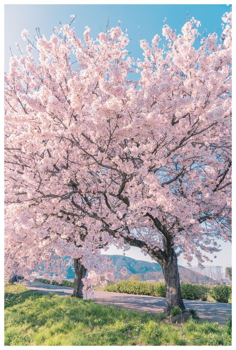 Pink Spring Aesthetic, Korea Life, Pink Blossom Tree, Cherry Blossom Wallpaper, Sakura Tree, Sakura Flower, Pink Trees, Blossom Tree, 수채화 그림