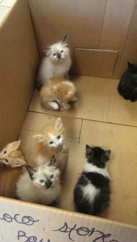 Box Of Kittens, Litter Of Kittens, Catherine Cowles, Nurse Cat, Cute Black Kitten, Beautiful Kittens, Puppies And Kitties, Cute Cats Photos, Cute Kitties