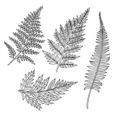 Free vector hand drawn fern outline illu... | Free Vector #Freepik #freevector #outline #line-art #minimal-illustration #hand-drawn-illustration Fern Outline, Fern Leaf Drawing, Ferns Drawing, Plants Outline, Fern Sketch, Fern Drawing, Plants Sketch, Leatherleaf Fern, Fern Illustration