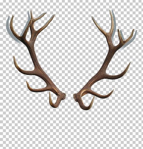 Red Deer Antlers, Dear Horns, Deer Antlers Drawing, Deer Antler Tattoos, Antlers Drawing, Elk Horns, Antler Tattoos, Elk Tattoo, Antler Tattoo