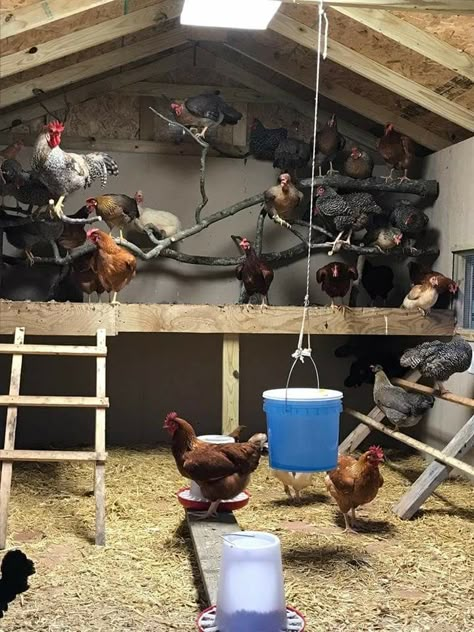 Free Range Chicken Nesting Boxes, Chicken Coop Sand Scoop, Small Fences In Garden, Soy Chicken Coop, Coop Waterer Ideas, Chicken Cooling Off, Chicken Coops Pallets, Small Chicken Coop Layout Inside, Roosting Bar Ideas For Chickens