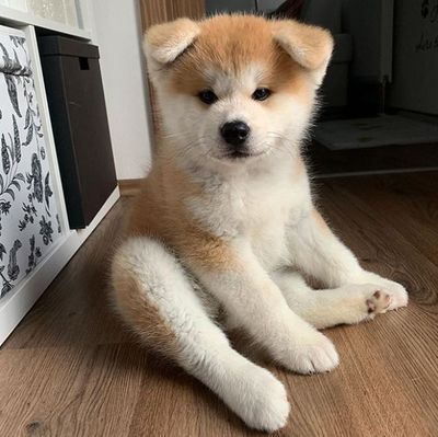 Akita Inu Puppy, Japanese Akita, Owning A Dog, Akita Puppies, Rare Dogs, Rare Dog Breeds, Akita Dog, Pretty Dogs, Chiba