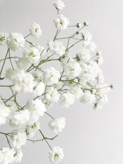 Gypsophila Aesthetic, Gypsophila Wallpaper, White Flower Aesthetic, White Flowers Aesthetic, White Gypsophila, Gypsophila Flower, Gypsophila Wedding, Green Wedding Inspiration, Magic Day