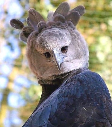 Wildlife Friends 🐸 on Instagram: “Meet The Harpy Eagle, Named After A Monster In Greek Mythology 🦅  Harpy Eagles are considered to be one of the world's largest eagles. This…” Harpy Bird, Bird Eagle, Harpy Eagle, Bizarre Photos, Creepy Pictures, Rare Animals, Wildlife Nature, Large Animals, Animals Of The World