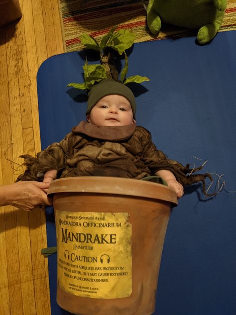 Mandrake Baby Costume, Mandrake Costume, Mandrake Root, Bold Lip Color, Neonatal Intensive Care Unit, Halloween Makeup Inspiration, Intensive Care Unit, Family Halloween Costumes, Cute Costumes