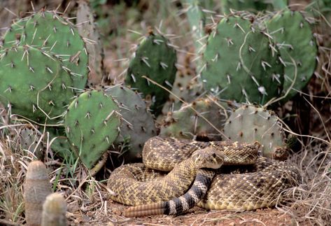 Western diamondback rattlesnake Western Diamondback Rattlesnake, Texas Rattlesnake, Diamondback Rattlesnake, Snake Venom, Reptiles And Amphibians, Weird Animals, Amphibians, Ecology, Reptiles