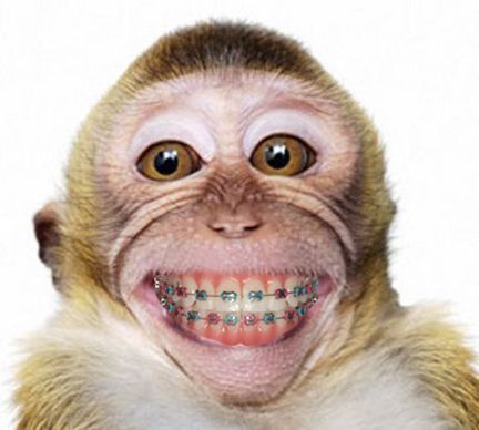 Monkey Smiling, Smiling Animals, Monkey Pictures, Monkey Face, Monkeys Funny, Cute Monkey, A Monkey, Monkey Business