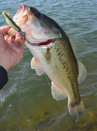 River Fishing Aesthetic, Country Fishing, Fishing Aesthetic, Bass Fishing Pictures, Largemouth Bass Fishing, Fishing Photos, Hunting Life, Fishing Stuff, Hunting And Fishing