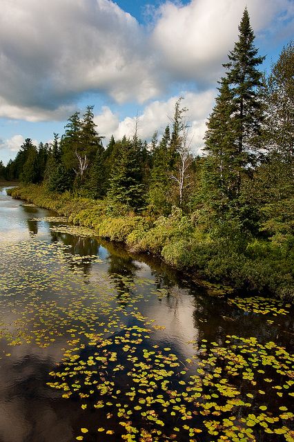 Public Garden Design, Landscape Practice, Michigan Landscape, Garden Design Ideas On A Budget, The Four Loves, Scenic Photos, Lake Huron, The Mitten, Colorful Trees