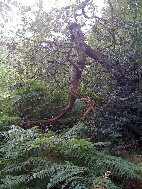 Get that chain saw away from me!!!!!!! I'm So out of here ! Cool Trees, Weird Trees, Tree Spirits, Amazing Trees, Tree People, Tree Faces, Tree Spirit, Beautiful Trees, Old Trees