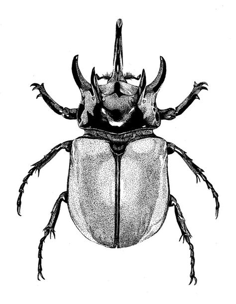 Bug Ink Drawing, Rhinosaurus Beetle Tattoo, June Beetle Tattoo, Beatle Tattoo Design, Scarab Beetle Tattoo Design, Bug Drawing Insects, Rhinoceros Beetle Tattoo, Dung Beetle Tattoo, Scarab Beetle Drawing