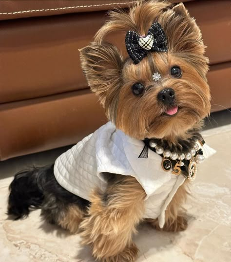 Yorkie Puppy Haircuts, Baby Yorkie, Mini Yorkie, Yorkie Haircuts, Yorkshire Terrier Haircut, Teacup Yorkie Puppy, Puppy Mom, Dog Mommy, Dog Haircuts