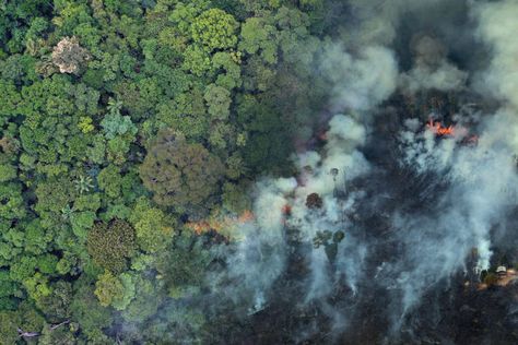 2021 was a year where tropical forests featured more prominently in global headlines than normal thanks to rising recognition of the role they play in addressing climate change and biodiversity loss. The following is a brief look at some of the major rainforest storylines from 2021. Previous year-in-reviews: 2020 | The 2010s | 2019 | […] Global Warm, Loss Of Biodiversity, Rainforest Deforestation, Scary Paintings, Biodiversity Loss, Forest Conservation, Tropical Forests, Amazon Forest, Environmental Degradation