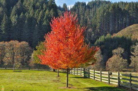 October Glory Maple Tree, October Glory Maple, Autumn Blaze Maple, Acer Rubrum, Famous Trees, Red Maple Tree, Acid Loving Plants, Red Fall, Red Sunset