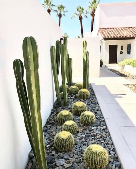 Phoenix Landscape, Desert Landscape Front Yard, Yard Garden Ideas, Cactus Garden Design, Tropical Landscaping Ideas, Desert Landscaping Backyard, Cactus Garden Landscaping, Desert Backyard, Texas Landscaping