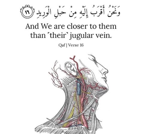 Jugular Vein, Coran Quotes, Quranic Quotes, Quran Journal, Short Islamic Quotes, Pray Quotes, Ayat Al-quran, Message Quotes, Islamic Reminders