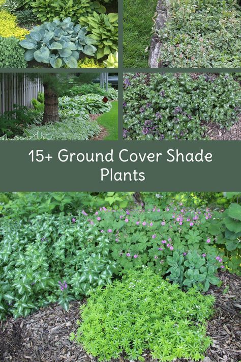 Shady Slope Landscaping, Shady Flower Beds, Ground Covers For Shade, Shade Tolerant Ground Cover, Landscaping Ideas For Shaded Areas, Low Maintenance Shade Plants, Shady Rock Garden Ideas, Shady Ground Cover, Ground Cover For Shaded Areas