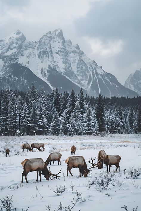 "Have you ever felt the serene embrace of winter's beauty? In this tranquil landscape, majestic elk graze peacefully amidst the snow-blanketed wilderness. Towering, snow-capped mountains stand majestically in the background, complemented by dense evergreen forests that add depth and wonder to the scene. Save and follow for more breathtaking nature moments. #NatureLovers #WinterWonderland #ElkInNature #Greenbubble #Artprint #ImagePrompt #AIImg #NaturePhotography" Winter Mountain Scene, Animal Nature Aesthetic, Winter Animals Aesthetic, Aesthetic Winter Landscape, Colorado Mountains Snow, Winter In Montana, Winter Nature Pictures, Winter Mountain Aesthetic, Winter Nature Aesthetic