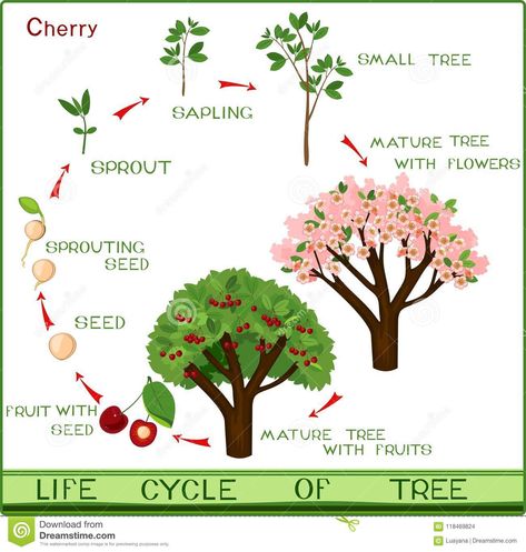 Illustration about Life cycle of cherry tree with captions. Plant growing from seed to cherry-tree. Illustration of life, flower, development - 118469824 Cherry Fruit Tree, Cashew Tree, Tree Life Cycle, Life Circle, Sprouting Seeds, Tree Of Life Art, Plant Life Cycle, Arbour Day, Plant Growing