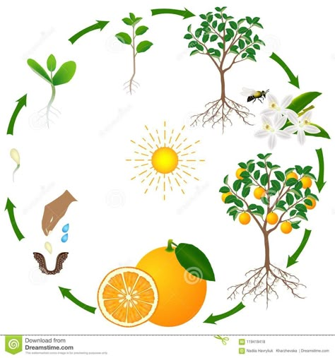 A life cycle of an orange tree on a white background. دورة حياة النبات, Plants Life Cycle, Grapefruit Plant, Plant Life Cycle Worksheet, Life Cycle Worksheet, Tree Life Cycle, Plants Worksheets, Life Science Activities, Pete The Cats