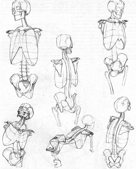 Anatomy of the Human Body. The Skeleton Morpho Art Book, Ap Sketchbook, Anatomy Construction, Constructive Drawing, People Sketches, Human Skeleton Anatomy, Skeleton Anatomy, Male Anatomy, Skeleton Drawings