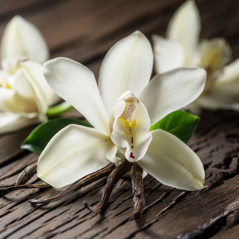 Apart from smelling great, Vanilla has multiple benefits for both the skin and hair! Used in our Vanilla Bath and Body Care set, Honey and Lemon Shampoo, Honey and Lemon Leave in Spray Conditioner, and Breath of Fresh Hair Kids Co-Wash and Conditioner, Vanilla has been used for decades in both skincare and haircare, with proven benefits. Below are 10 amazing benefits of Vanilla for skin and hair!  Soothes and calms irritated skin Fights breakouts  Reduces the appearance of scars  Is loaded Spray Conditioner, Vanilla Spice, Clove Bud, Vanilla Orchid, Fresh Hair, Vanilla Fragrance, Calming Scents, Herbal Oil, Citrus Scent