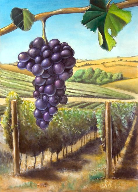 Grape and vineyard. Suitable for wine labels. My original hand painted illustration Vineyard Artwork, Grape Drawing, Vineyard Art, Grape Painting, Grape Vineyard, Wine Grape, Wanderlust Decor, Wine Vineyards, Painted Illustration