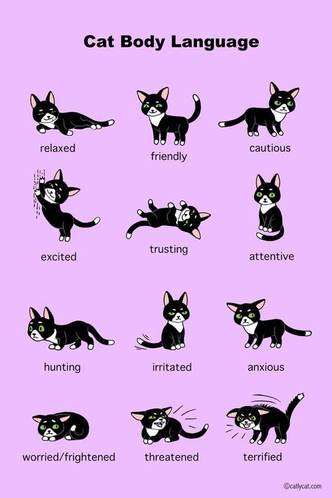 Language Infographic, Cat Body Language, Cat Infographic, Cat Information, Cat Tips, Cat Language, Cat Body, What Cat, Cat Hacks