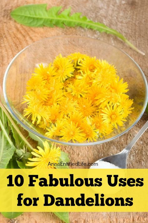 Dandelion Uses, Dandelion Oil, Edible Flowers Recipes, Diy Gardening Ideas, Gardening Tricks, Grow Garden, Edible Wild Plants, Herbal Tinctures, Dandelion Recipes