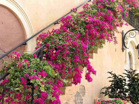 Gorgeous bougainvillea adorning stair railing. Bougainvillea Trellis, Flowers Growing, Garden Vines, Garden Solutions, Paper Plants, Propagating Plants, Flowering Vines, Bougainvillea, Climbing Plants