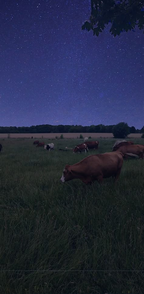 Farm At Night Aesthetic, Country Night Aesthetic, Cows At Night, Texas Wallpapers, Farm At Night, Twice As Many Stars, Cows Cute, Two Headed Calf, Screen Savers Wallpapers Backgrounds