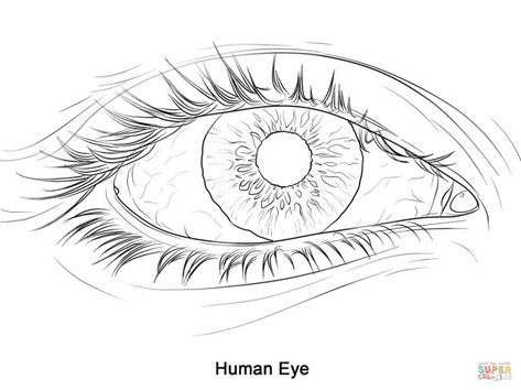 25+ Inspired Photo of Eye Coloring Page . Eye Coloring Page Human Eye Coloring Page Free Printable Coloring Pages #coloring #coloringpages  #coloringpagestoprint Eye Drawing Outline, Eye Coloring Pages, Eye Template, Human Eye Drawing, Eye Stencil, Eye Outline, Eye Tattoos, Doodle Journal, Eye Drawings