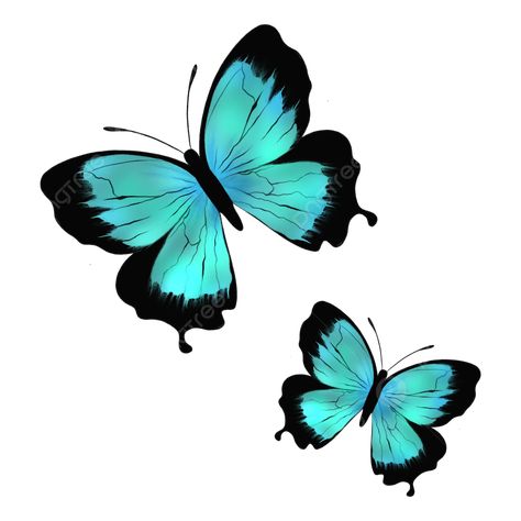 Turquoise Butterfly, Teal Butterfly, Butterfly Png, Transparent Clipart, Butterfly Butterfly, Butterfly Wing, Beautiful Butterflies, Png Transparent, Clipart Images