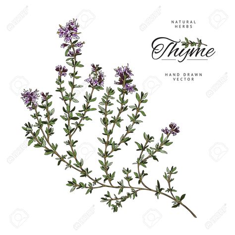 Thyme Plant Drawing, Mullein Tattoo, Wild Mountain Thyme Tattoo, Thyme Tatoos, Herb Bundle Tattoo, Herb Tattoo Ideas, Thyme Drawing, Thyme Illustration, Veggie Drawings