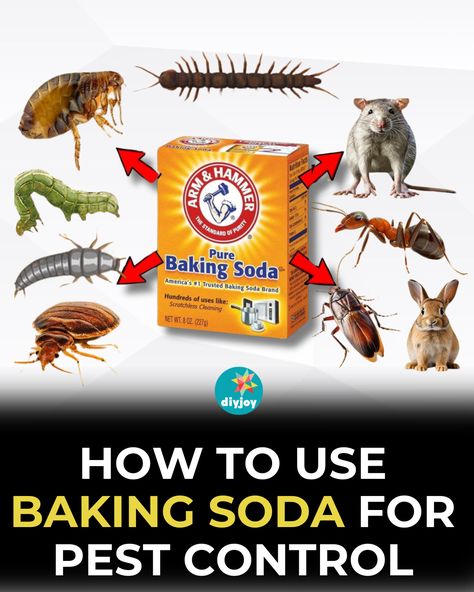 Do you want to get rid of pests around your home? Use baking soda! It's cheap and non-toxic. Learn how to use it for different pests here. How To Get Rid Of Water Bugs, Natural Pest Control For Home, Rat Poison Diy Baking Soda, Roach Remedies, Killing Ants, Mouse Poison, Pest Spray, Kill Roaches, Bug Spray Recipe