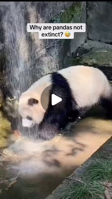 How Are Pandas Not Extinct, Funny Pandas Videos, Panda Videos, Funny Panda Pictures, Pandas Playing, Panda Gif, British Humour, Funny Panda, Animal Humour