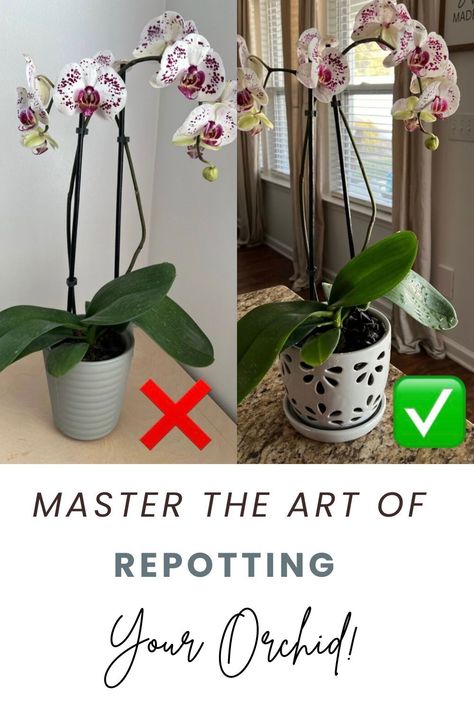 A Step-by-Step Guide to Repotting Your Orchid Ready to give your indoor orchid the TLC it deserves? Our guide to repotting your orchid is here to help! Dive into the world of houseplant care with expert tips tailored specifically for indoor orchids. Whether you're a seasoned plant enthusiast or just starting out, this guide will ensure your orchid thrives in its new home. #HousePlants #IndoorOrchids #OrchidCare #RepottingGuide #PlantCareTips Orchid Care Repotting, How To Plant Orchids In Pots, How To Repot An Orchid, Multiple Orchids In One Pot, Growing Orchids Indoors, Orchid Care After Blooming, Repotting Orchids How To, How To Take Care Of An Orchid, How To Repot Orchids