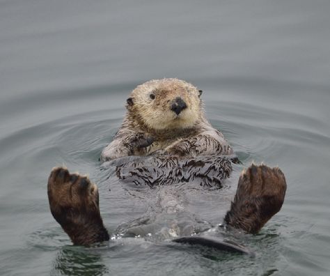 Otter, just chillin' Sea Otters Holding Hands, Otters Holding Hands, Cute Otters, Otters Cute, Otter Love, Sea Otters, Cute Animals Images, Pretty Animals, Sea Otter