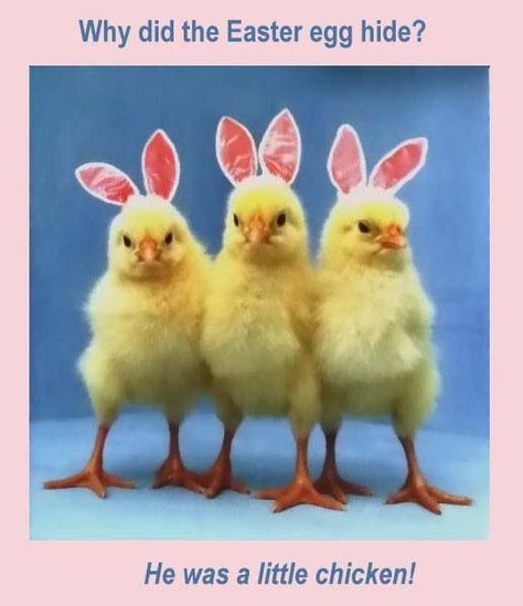 Funny Easter Jokes, Funny Easter Pictures, Easter Memes, Easter Jokes, Happy Easter Funny, Happy Easter Pictures, Happy Easter Quotes, Easter Funny, Easter Cartoons