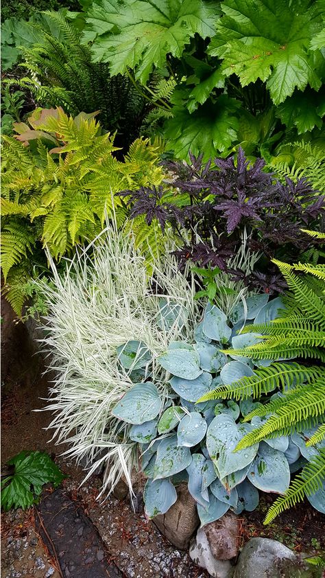 Ferns And Flowers, Fern And Hosta Gardens, Hosta Winter Care, Winter Sowing Flowers, Woodland Ferns Garden, Perinneal Garden Plan Shade, Shade Landscaping, Shade Garden Design, Shade Garden Plants